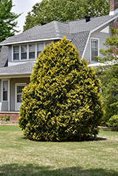 Yellow Ribbon Arborvitae (Thuja occidentalis 'Yellow Ribbon') at The Mustard Seed