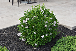 Baby Kim Lilac (Syringa 'SMNSDTP') at The Mustard Seed