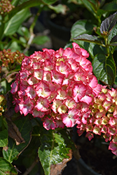 Seaside Serenade Hamptons Hydrangea (Hydrangea macrophylla 'HORTHAMP') at The Mustard Seed