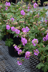 Karmina Cranesbill (Geranium x cantabrigiense 'Karmina') at The Mustard Seed