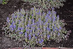 Burgundy Glow Bugleweed (Ajuga reptans 'Burgundy Glow') at The Mustard Seed