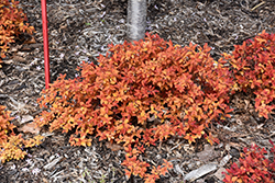 Double Play Candy Corn Spirea (Spiraea japonica 'NCSX1') at The Mustard Seed