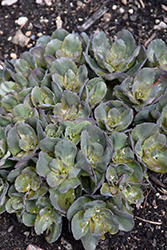 Rock 'N Grow Back in Black Stonecrop (Sedum 'Back In Black') at The Mustard Seed