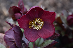 Honeymoon Rome In Red Hellebore (Helleborus 'Rome In Red') at The Mustard Seed