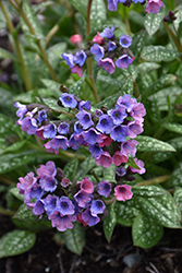 Pretty In Pink Lungwort (Pulmonaria 'Pretty In Pink') at The Mustard Seed