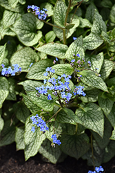 Queen of Hearts Bugloss (Brunnera macrophylla 'Queen of Hearts') at The Mustard Seed