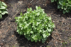 Jack of Diamonds Bugloss (Brunnera macrophylla 'Jack of Diamonds') at The Mustard Seed