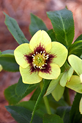 Honeymoon Spanish Flare Hellebore (Helleborus 'Spanish Flare') at The Mustard Seed