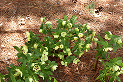 Honeymoon Spanish Flare Hellebore (Helleborus 'Spanish Flare') at The Mustard Seed