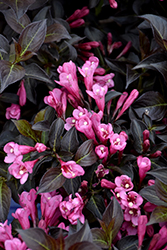 Dark Horse Weigela (Weigela florida 'Dark Horse') at The Mustard Seed