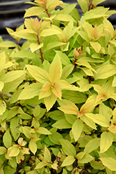 Lil' Sizzle Spirea (Spiraea japonica 'SMSJMLG') at The Mustard Seed
