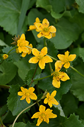 Marsh Marigold (Caltha palustris) at The Mustard Seed