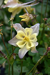Spring Magic Yellow Columbine (Aquilegia 'Spring Magic Yellow') at The Mustard Seed