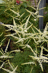 Fairy Hair Goatsbeard (Aruncus 'Fairy Hair') at The Mustard Seed