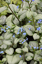 Alexandria Bugloss (Brunnera macrophylla 'Alexandria') at The Mustard Seed