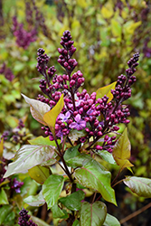 Declaration Lilac (Syringa 'Declaration') at The Mustard Seed
