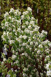 Standing Ovation Serviceberry (Amelanchier alnifolia 'Obelisk') at The Mustard Seed