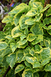 Miranda Climbing Hydrangea (Hydrangea anomala 'Miranda') at The Mustard Seed