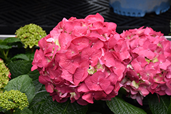 Summer Crush Hydrangea (Hydrangea macrophylla 'Bailmacfive') at The Mustard Seed