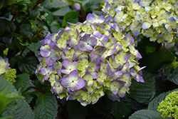 Bloomstruck Hydrangea (Hydrangea macrophylla 'PIIHM-II') at The Mustard Seed