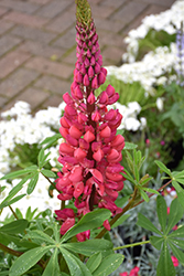 Westcountry Red Rum Lupine (Lupinus 'Red Rum') at The Mustard Seed