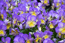 Etain Pansy (Viola 'Etain') at The Mustard Seed