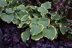 Sagae Hosta (Hosta 'Sagae') at The Mustard Seed