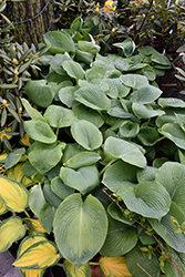 Elegans Hosta (Hosta sieboldiana 'Elegans') at The Mustard Seed