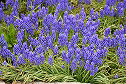 Grape Hyacinth (Muscari armeniacum) at The Mustard Seed