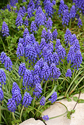 Grape Hyacinth (Muscari armeniacum) at The Mustard Seed
