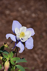 Earlybird Blue and White Columbine (Aquilegia 'PAS1258485') at The Mustard Seed