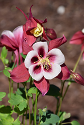 Earlybird Red and White Columbine (Aquilegia 'PAS1258484') at The Mustard Seed