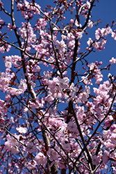 Spring Wonder Sargent Cherry (Prunus sargentii 'Hokkaido Normandale') at The Mustard Seed