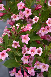 Minuet Weigela (Weigela florida 'Minuet') at The Mustard Seed
