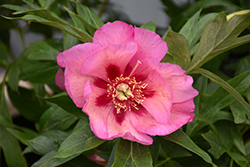 Takara Peony (Paeonia 'Treasure') at The Mustard Seed