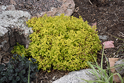 Lil' Sizzle Spirea (Spiraea japonica 'SMSJMLG') at The Mustard Seed