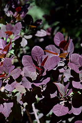 Lilla Smokebush (Cotinus coggygria 'Lilla') at The Mustard Seed