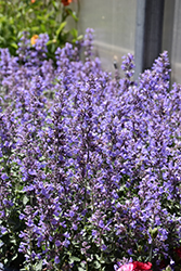 Cat's Meow Catmint (Nepeta x faassenii 'Cat's Meow') at The Mustard Seed