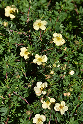 Gingersnap Potentilla (Potentilla fruticosa 'Hachapp') at The Mustard Seed