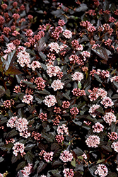Little Joker Ninebark (Physocarpus opulifolius 'Hoogi021') at The Mustard Seed
