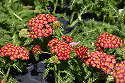 Desert Eve Red Yarrow (Achillea millefolium 'Desert Eve Red') at The Mustard Seed