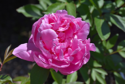 Dr. Alexander Fleming Peony (Paeonia 'Dr. Alexander Fleming') at The Mustard Seed