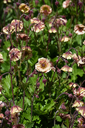 Pretticoats Peach Avens (Geum 'TNGEUPP') at The Mustard Seed
