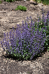 Cat's Pajamas Catmint (Nepeta 'Cat's Pajamas') at The Mustard Seed