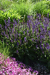 Violet Riot Sage (Salvia nemorosa 'Violet Riot') at The Mustard Seed