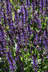 Violet Riot Sage (Salvia nemorosa 'Violet Riot') at The Mustard Seed