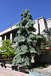 Bush's Lace Engelmann Spruce (Picea engelmannii 'Bush's Lace') at The Mustard Seed