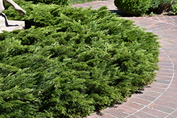 Calgary Carpet Juniper (Juniperus sabina 'Calgary Carpet') at The Mustard Seed