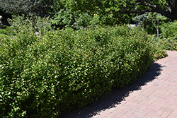 Alpine Currant (Ribes alpinum) at The Mustard Seed