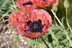 Princess Victoria Louise Poppy (Papaver orientale 'Princess Victoria Louise') at The Mustard Seed